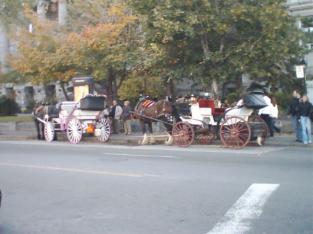 horse and carriages in old montreal