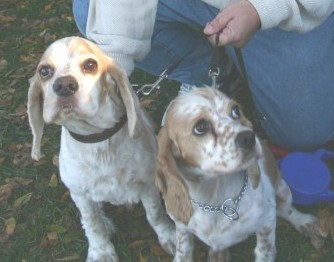 Close up of Tanner (L) and Wiggles (R)