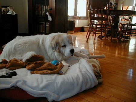 Alice enjoying Christmas morning