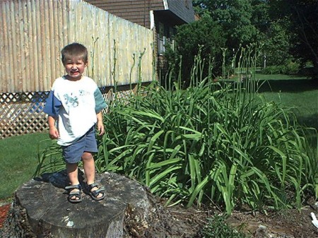 Day Lillies