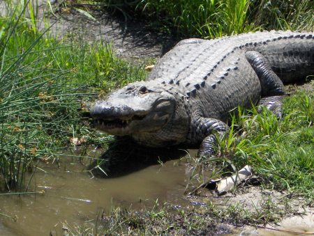 Florida Gator