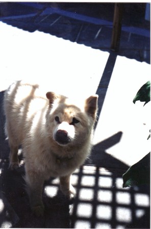 My Samoyed/Chow--- Bear