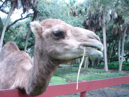 Rudy my favorite camel