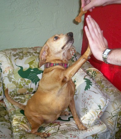 Lita giving high five for homemade doggie trea