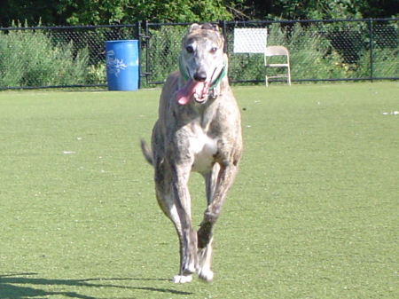 Sheba, our Retired Racing Greyhound (2009)