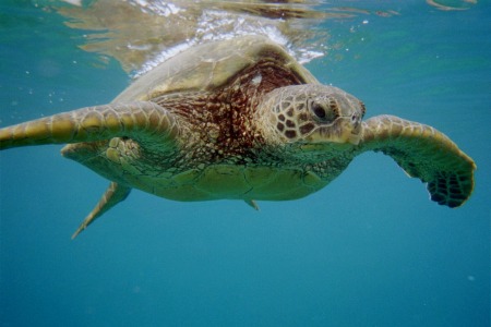 My swimming buddy in Maui
