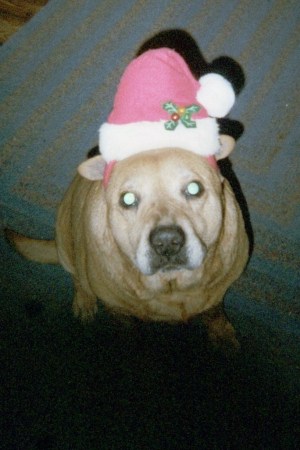 Have a merry Christmas from my dog Gidget