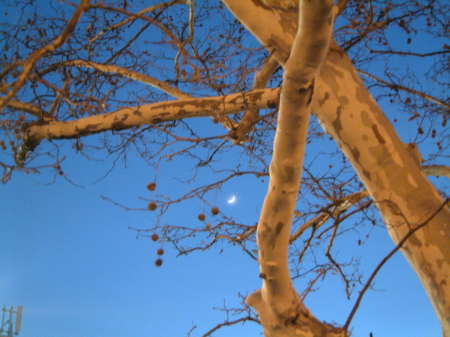 Trees at twilight outside the Chelsea studios.