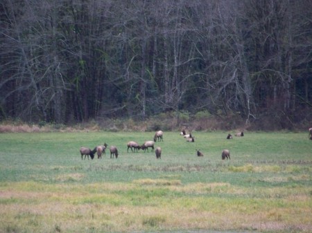 ELK HERD IN PASTURE