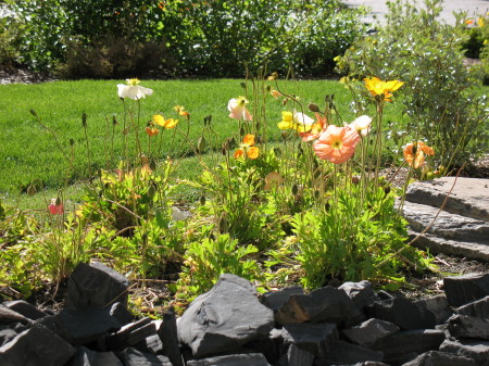 Poppies