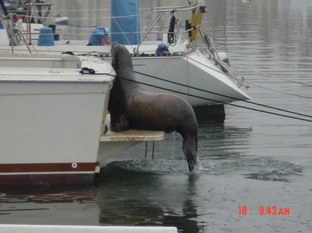 Fred my buddy in Newport Harbor