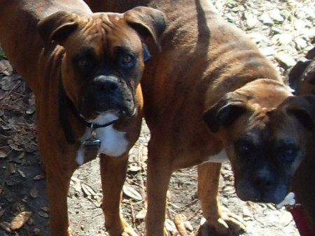My boxers, Max and Buddy