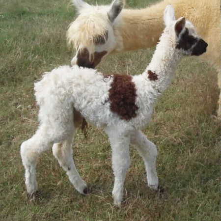 Ditto - baby alpaca (cria)