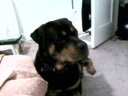 NAJEE MY ROTTIE