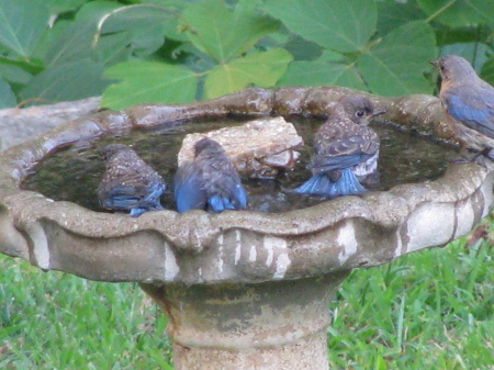 Bluebird family