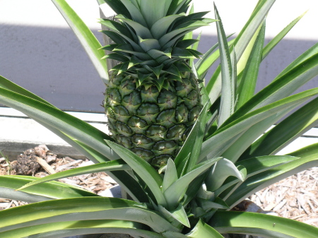 Pineapple