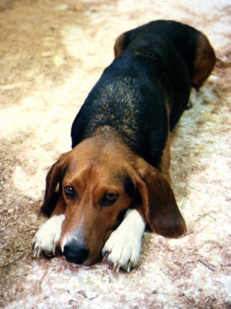 Ernie, my first beagle, chillin' in my studio