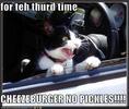 funny-pictures-cat-drive-thru_thumb