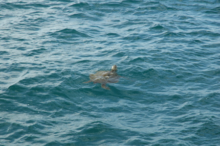 Sea Turtle escort