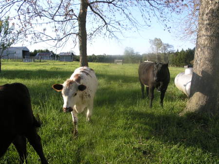 cows in my back yard again !