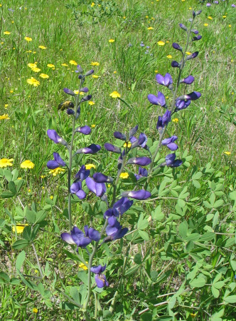 Blue Wild Indigo with Bee