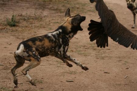 2007 Africa Trip Wild Dogs
