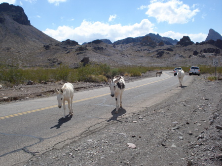 oatman 037