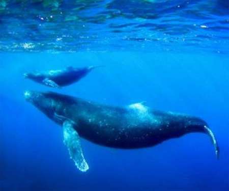 Maui~~ Humpback whale mother and calf...