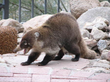 A coati in my back yard