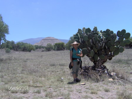 Check out the Nopal tree!