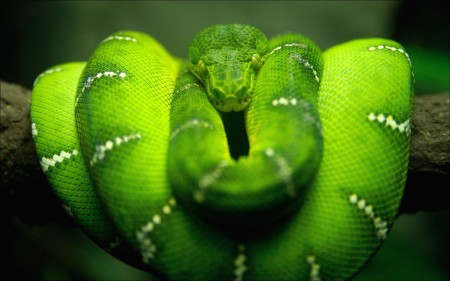 Green tree python