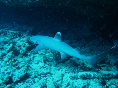 THREE FOOT WHITETIP SHARK.