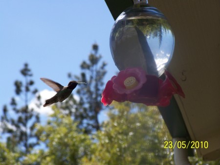 hummingbird season has started