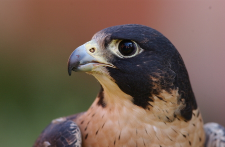 C Peregrine