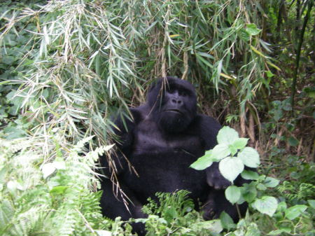 Young Male Mountain Gorilla