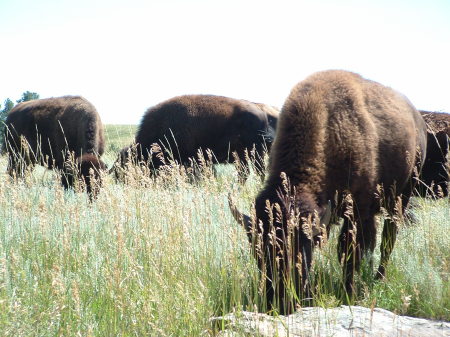 Bison grazing