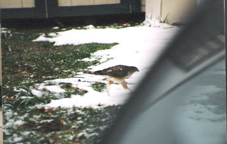 Red-Tailed Hawk - 2