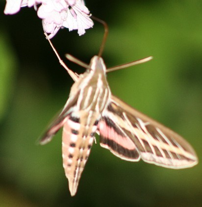close up 3 of hummingbird moth