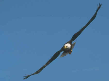 Bald Eagle Flying Over our Land