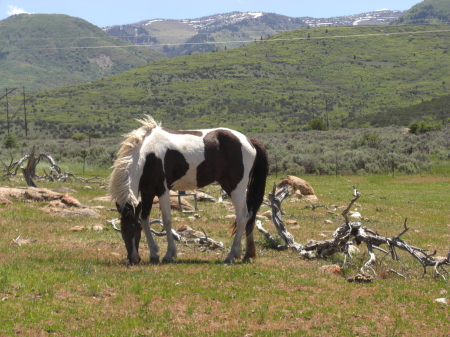 Robin Riley's album, Robin Riley&#39;s Feather Gate Ranch