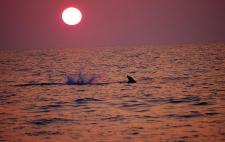 Pilot Whale