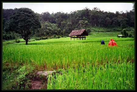 Northern Rice Fields...after the rain