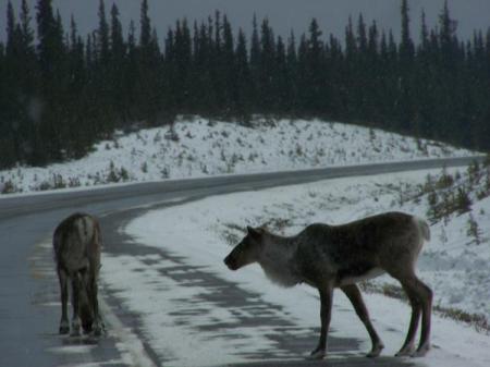 Caribou