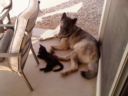 my guard team, dog and cat