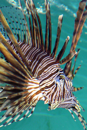 Key West Eco Center - Lion Fish