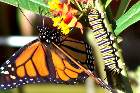 Butterfly Garden