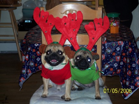 Merry Christmas from Tayllor & Tanya 2008
