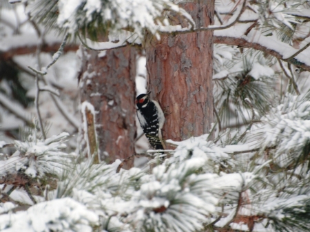 Downy Woodpecker