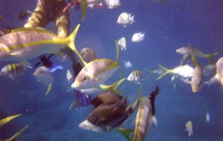 Diving in US Virgin Islands