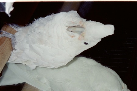 Goffin Cockatoo